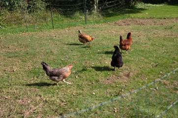 Another few of your neighbours which also enjoy the sprawling grounds.