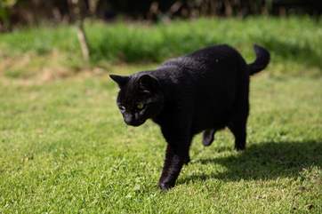 Meet Wizard, a firm favourite at The Shippen as he is such a delightful and friendly chap.