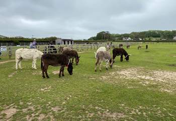 You must pop by the Isle of Wight Donkey Sanctuary, this is something everyone will enjoy.