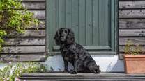 Explore the Island walks with your four-legged friend!