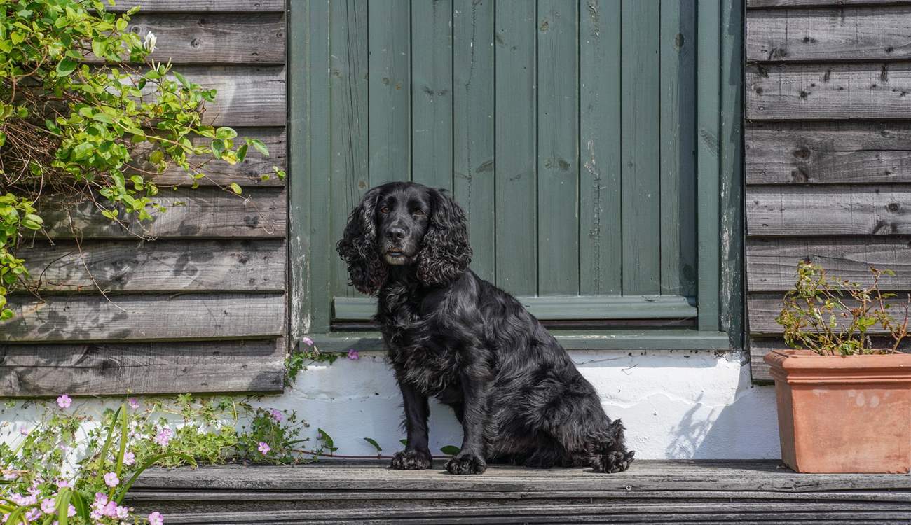 Explore the Island walks with your four-legged friend!