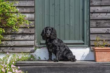 Explore the Island walks with your four-legged friend!