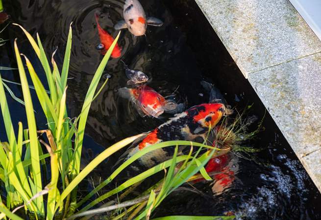 As you step out onto the terrace from the dining-room there is a little pond with colourful carp to enjoy watching (please supervise children and dogs).