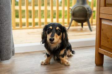 Your four-legged friend is most welcome. This gorgeous chap is called Koko and belongs to the owner.
