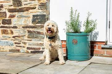 Your four legged friends are most welcome.