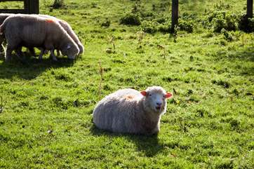 The house owns the field below the garden, which is let out to a local farmer for grazing his sheep.