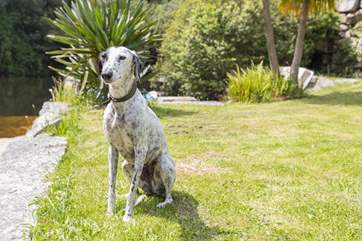 Your four-legged friend is also welcome to join you on your adventure!