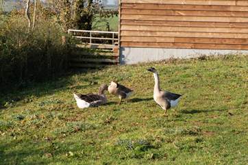 Your rather noisy yet highly entertaining neighbours.