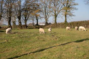 Some more super-friendly neighbours.