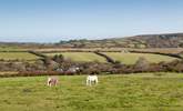 Watch the ponies in the surrounding fields - please keep your dogs on a lead.  - Thumbnail Image