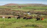 You may be lucky enough to see the owners' livestock from their working farm graze in a field nearby.  - Thumbnail Image