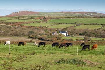 You may be lucky enough to see the owners' livestock from their working farm graze in a field nearby.