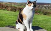 The owners' cat Maisie is very friendly, and loves to say hello. - Thumbnail Image