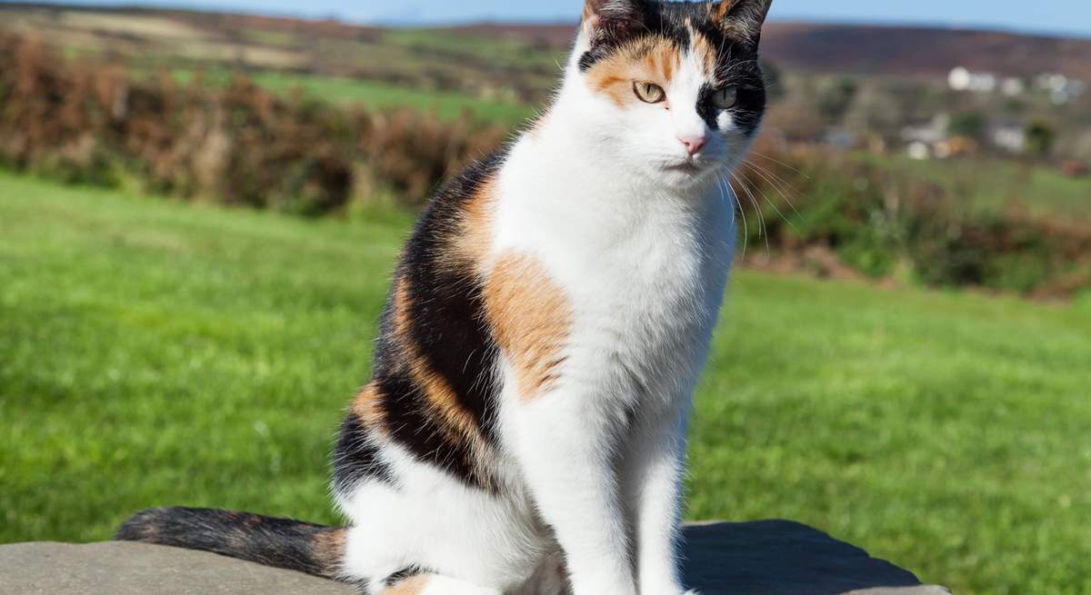 The owners' cat Maisie is very friendly, and loves to say hello.