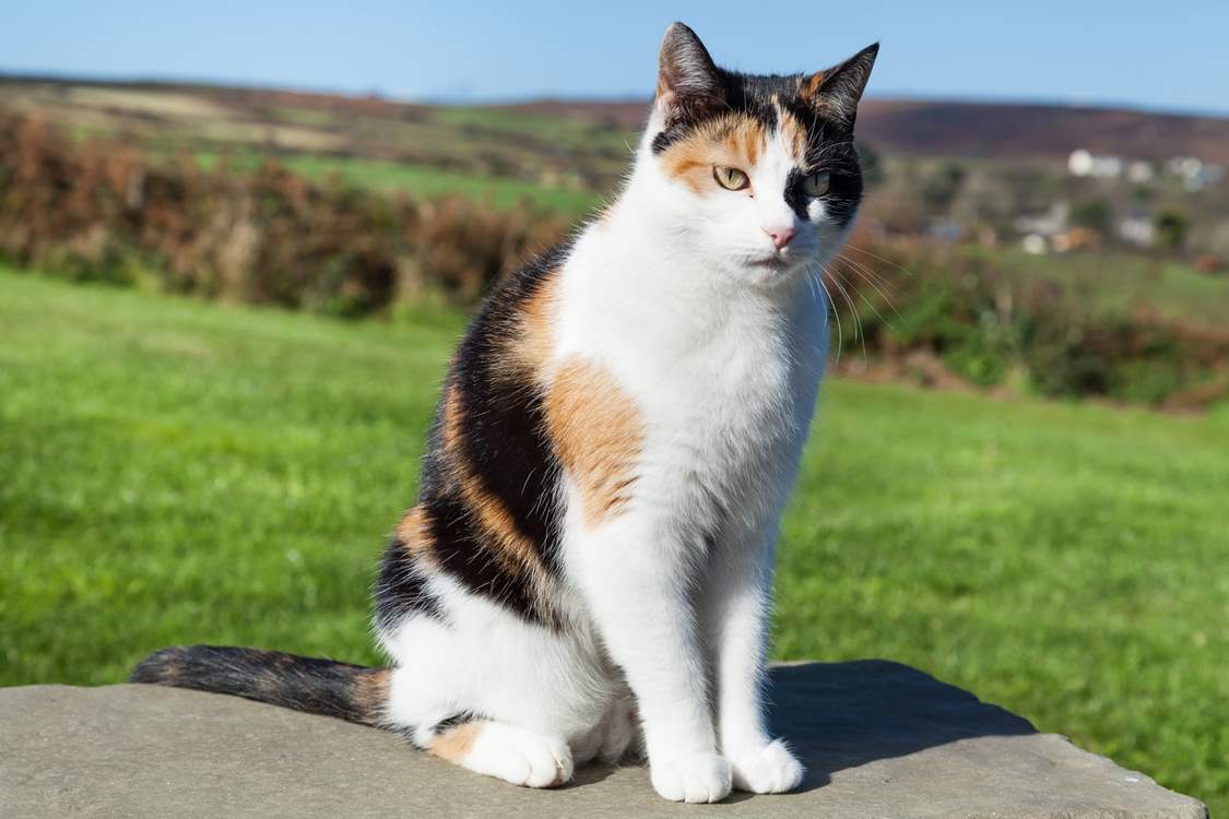 The owners' cat Maisie is very friendly, and loves to say hello.