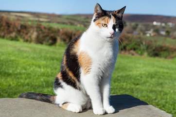 The owners' cat Maisie is very friendly, and loves to say hello.