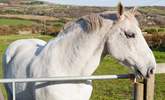 You might get to meet the owners' horse Sam in the neighbouring field.  - Thumbnail Image