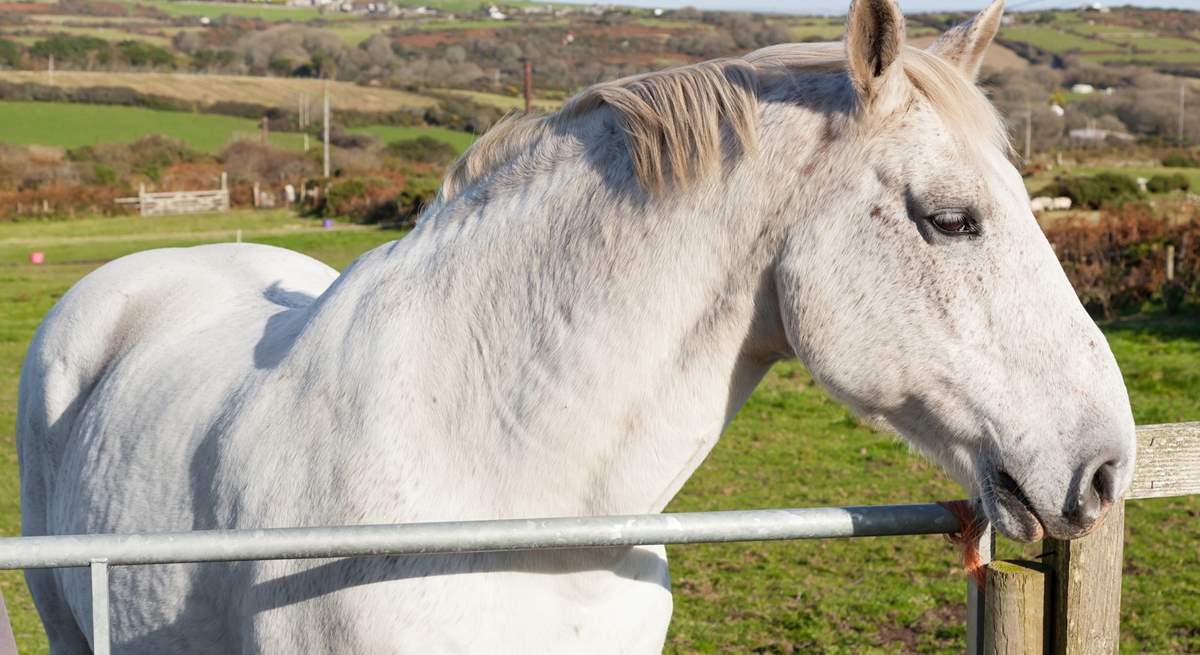 You might get to meet the owners' horse Sam in the neighbouring field. 