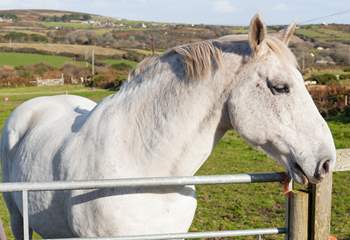 You might get to meet the owners' horse Sam in the neighbouring field. 