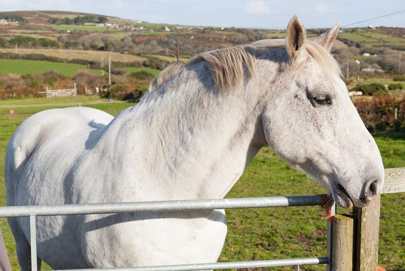 You might get to meet the owners' horse Sam in the neighbouring field. 