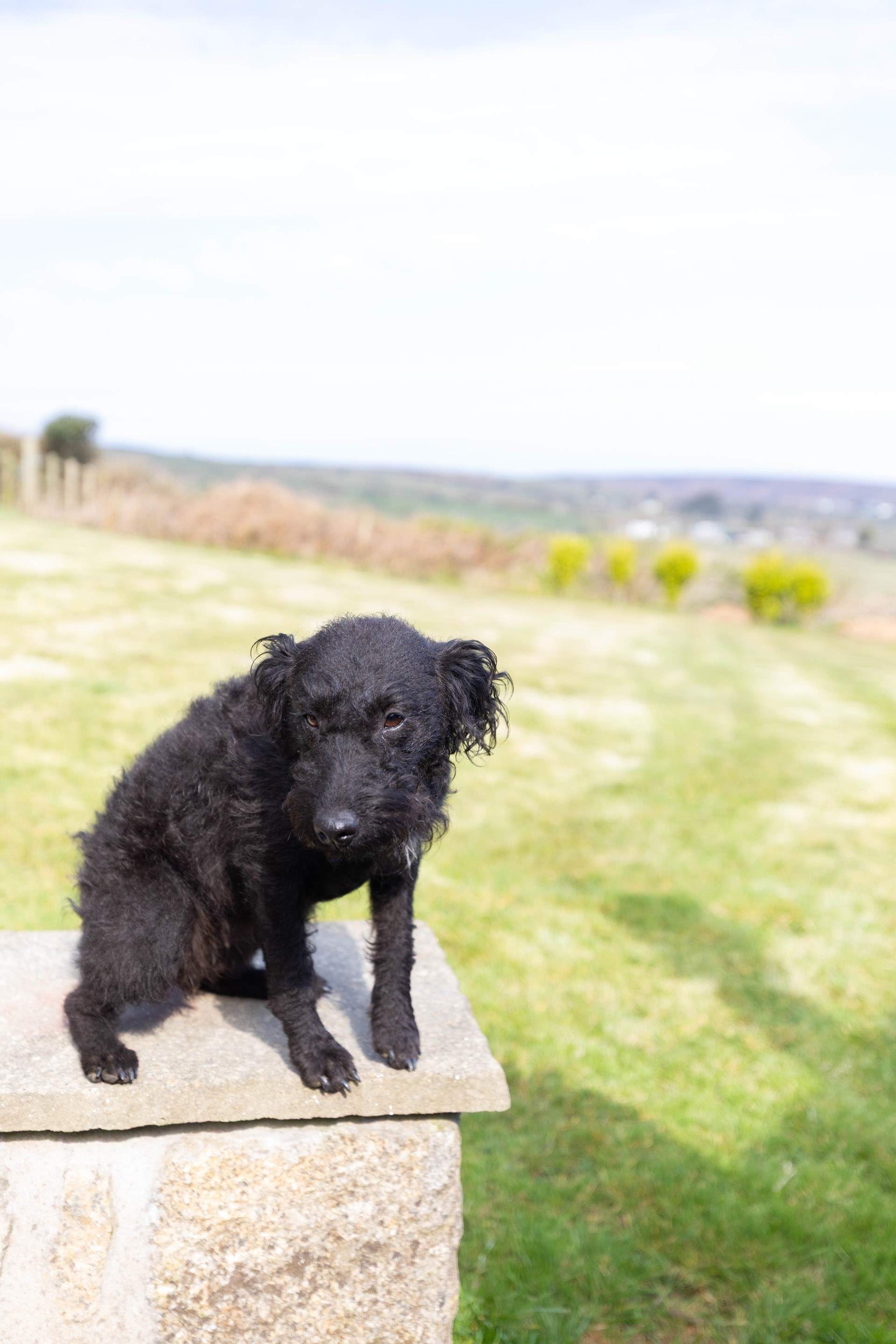 Your canine companion is welcome at Woon Summer.