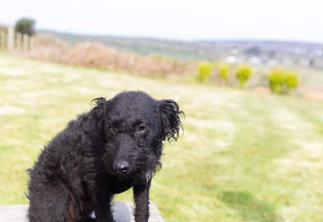Your canine companion is welcome at Woon Summer.