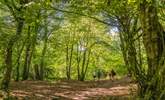 You'll never tire of exploring the glorious Mendips. - Thumbnail Image