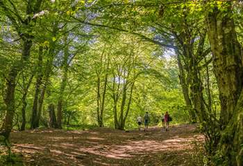 You'll never tire of exploring the glorious Mendips.