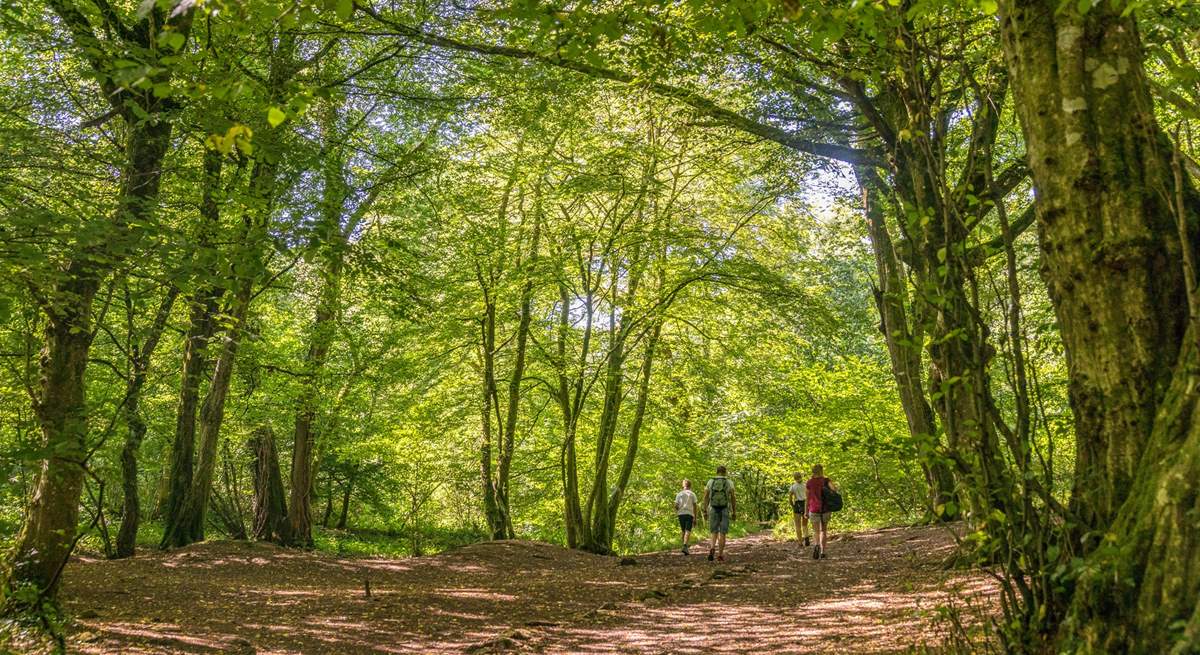 You'll never tire of exploring the glorious Mendips.