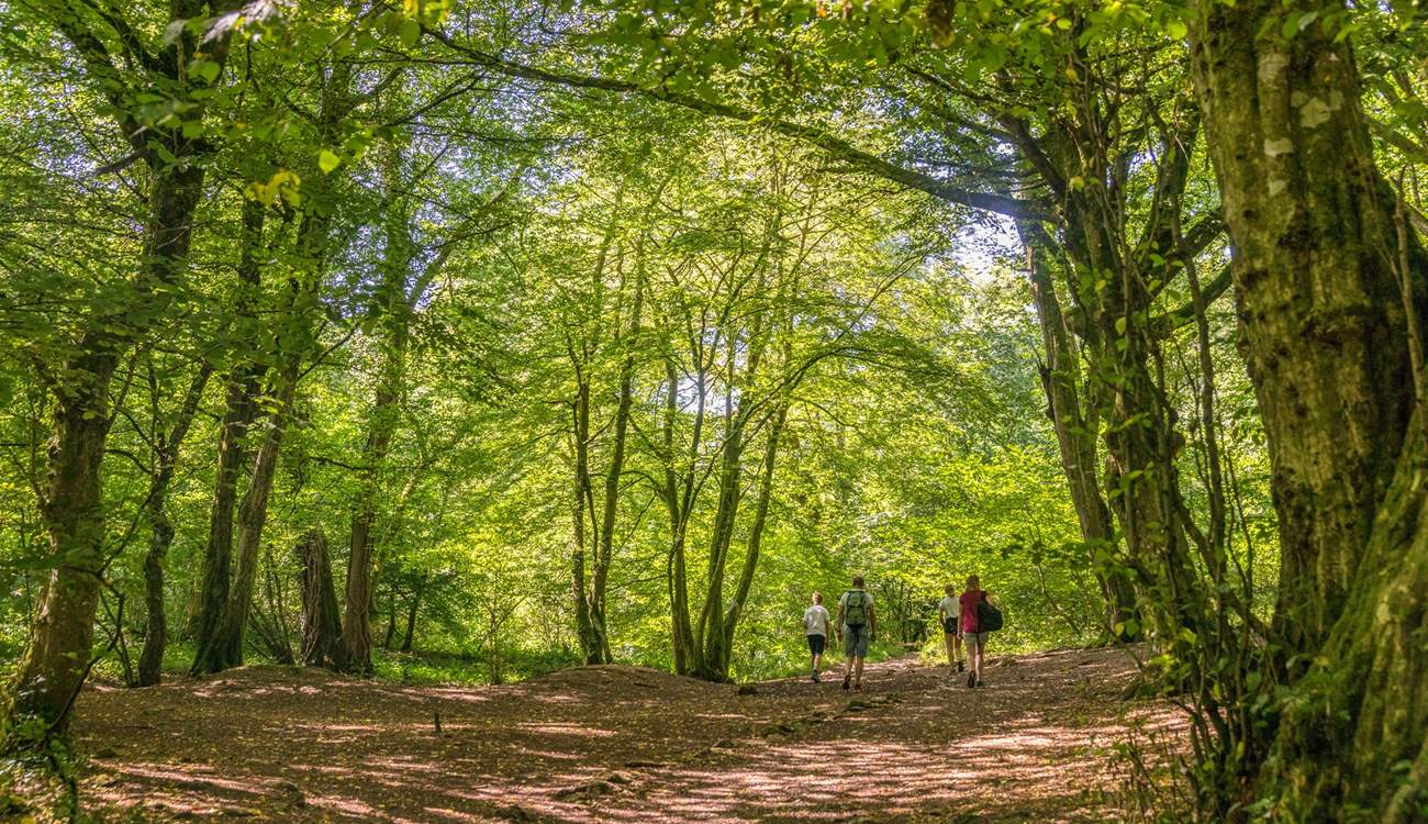 You'll never tire of exploring the glorious Mendips.