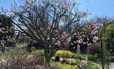 The gorgeous Magnolia tree that gives this cute cottage its name. - Thumbnail Image