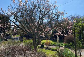 The gorgeous Magnolia tree that gives this cute cottage its name.