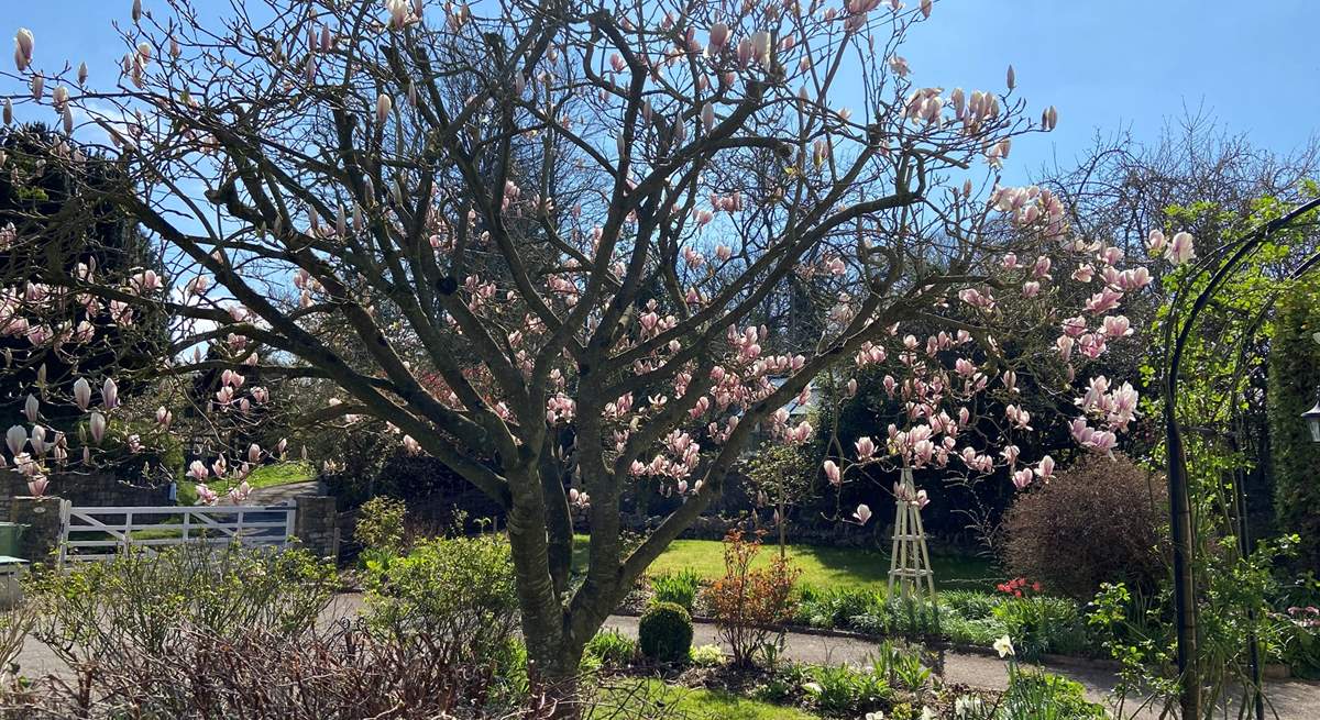 The gorgeous Magnolia tree that gives this cute cottage its name.