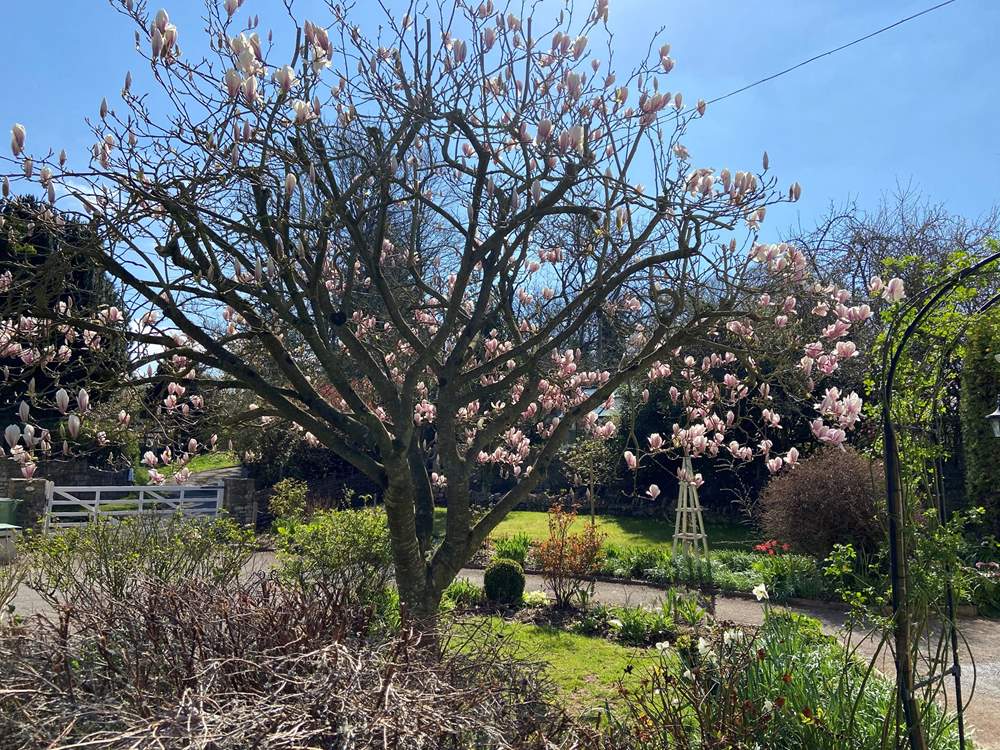 The gorgeous Magnolia tree that gives this cute cottage its name.