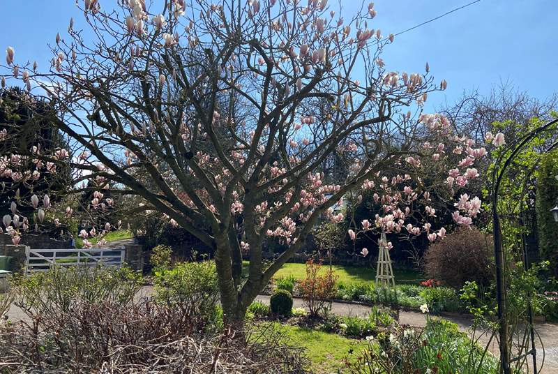 The gorgeous Magnolia tree that gives this cute cottage its name.