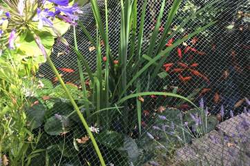 There is plenty of wildlife to see in the garden, from fish to the birds on the bird feeders!