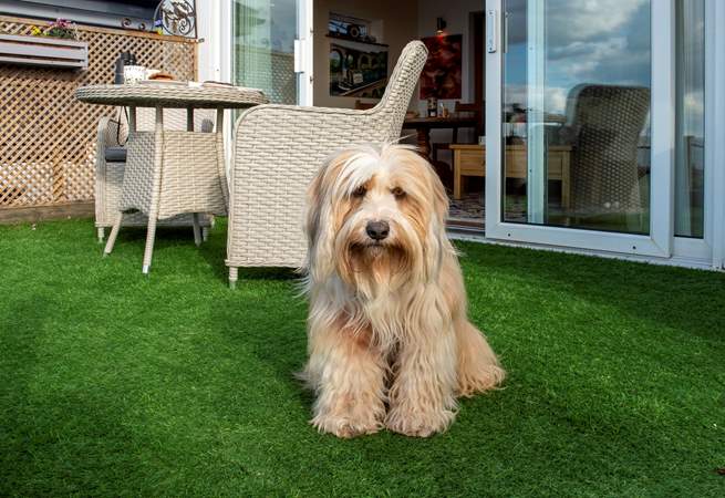 The owners' gorgeous dog may want to give you a warm welcome and then leave you to enjoy your holiday in peace.