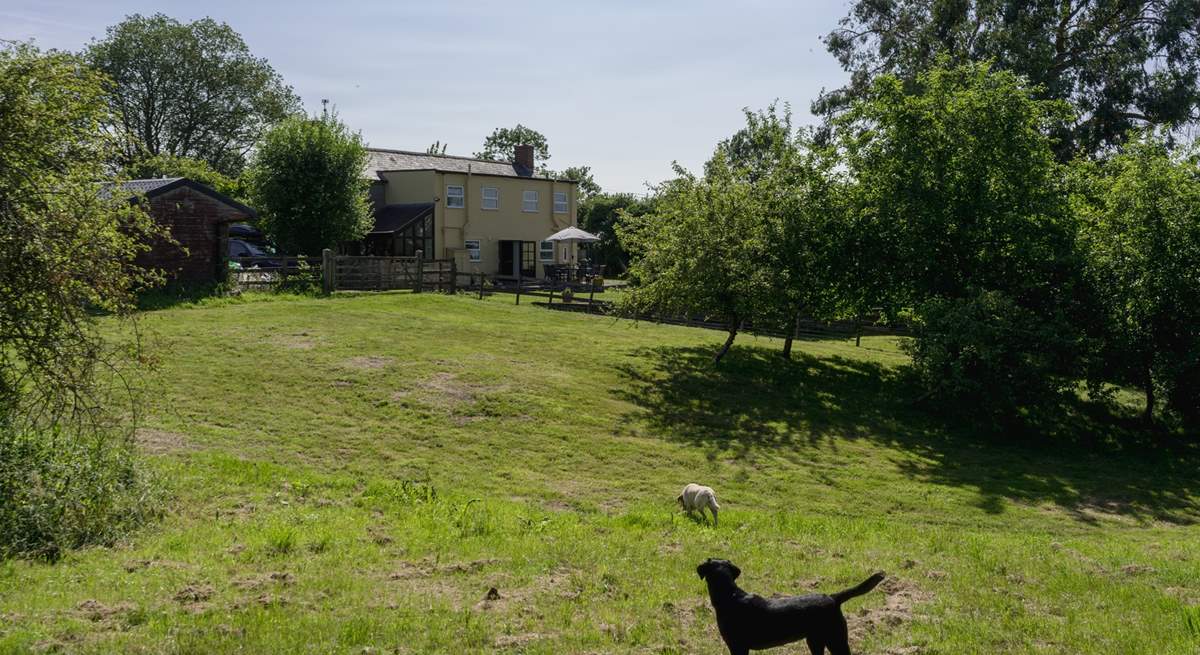 Acres to explore with two paddocks in addition to the glorious enclosed dog-friendly gardens