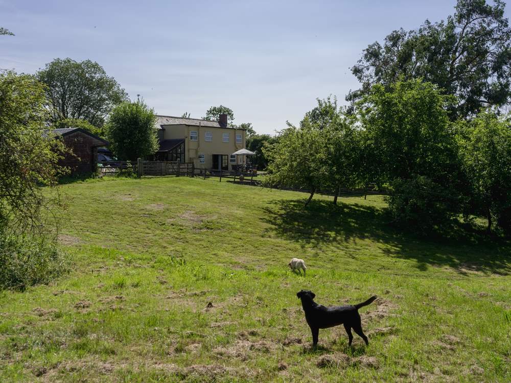 Acres to explore with two paddocks in addition to the glorious enclosed dog-friendly gardens