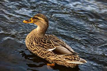 Rivers equal ducks and these ducks love the River Kensey.