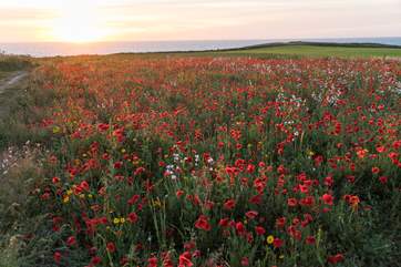 If you visit during July, take a trip to Crantock and see the gorgeous poppies. People come from far and wide to enjoy this rare sight.