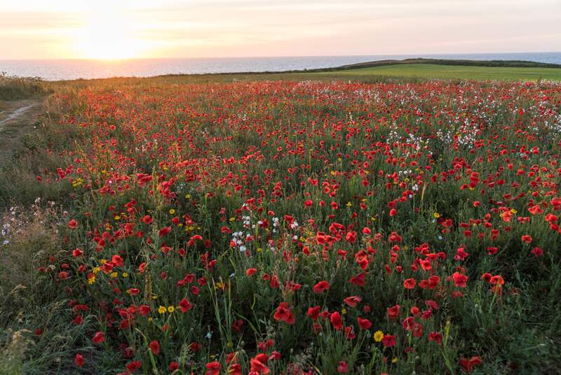 If you visit during July, take a trip to Crantock and see the gorgeous poppies. People come from far and wide to enjoy this rare sight. 