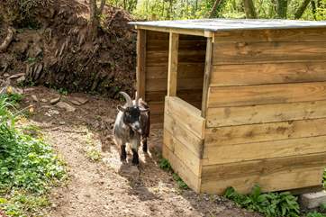 The pet pygmy goats are simply adorable