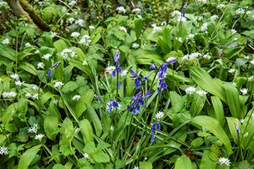 A carpet of springtime flowers