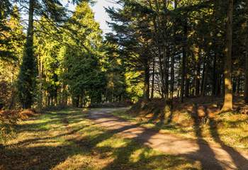 Bishop's Wood is part of the Woodland Trust and is great day out for cyclists and walkers.