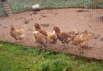 Not forgetting the resident chickens who are rather energetic and fun to watch.