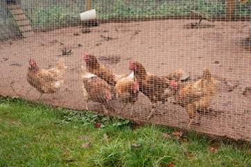 Not forgetting the resident chickens who are rather energetic and fun to watch.