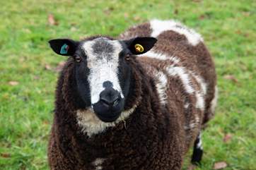 One of your rather cheeky neighbours.
