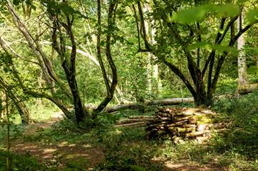 You are surrounded by acres of woodland.