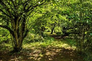 The cottage is surrounded by glorious woodland.